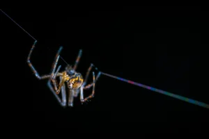 Spider hanging from a thread of spider silk.