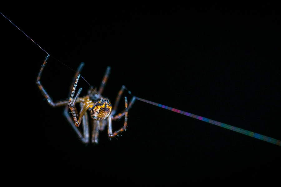 Spider hanging from a thread of spider silk.